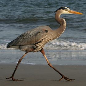 pruittsq-_0000_blue-heron-734828